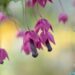 3339_10147_Rhodochiton_atrosanguineum_Purple_Bells__purpurvanik_3.jpg