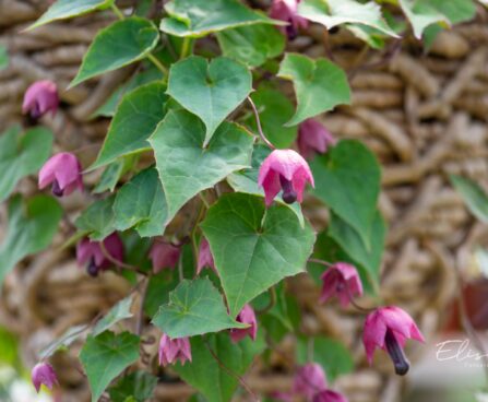 3339_10148_Rhodochiton_atrosanguineum_Purple_Bells__purpurvanik.jpg