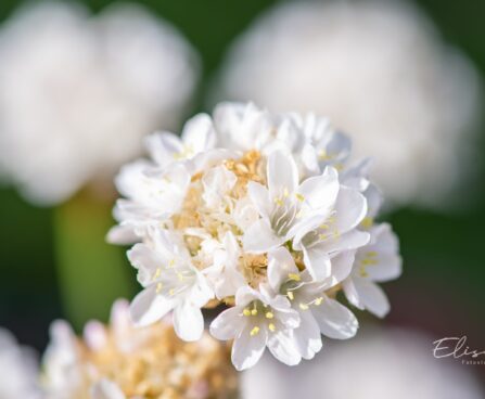 3351_10114_Armeria__maritima_Morning_Star_White__aed-merikann_2.jpg