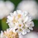 3351_10114_Armeria__maritima_Morning_Star_White__aed-merikann_2.jpg