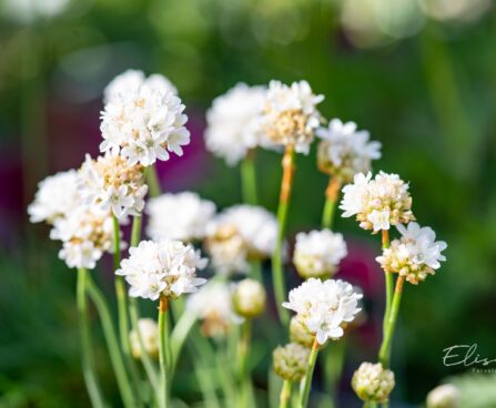 3351_10115_Armeria__maritima_Morning_Star_White__aed-merikann.jpg