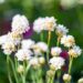 3351_10115_Armeria__maritima_Morning_Star_White__aed-merikann.jpg