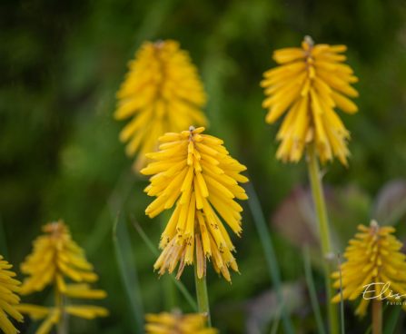 3376_10551_Kniphofia_Banana_Popsicle__torvikliilia_2.jpg