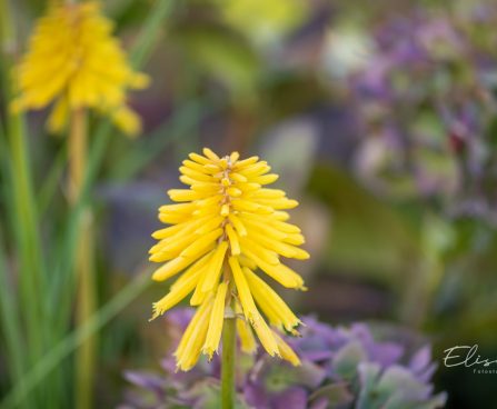 3376_10552_Kniphofia_Banana_Popsicle__torvikliilia.jpg