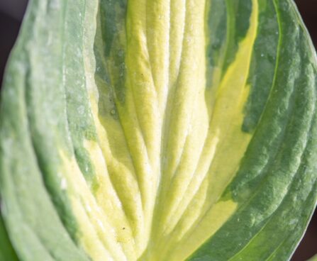 3488_10091_Hosta_Morning_Star.jpg