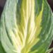 3488_10091_Hosta_Morning_Star.jpg