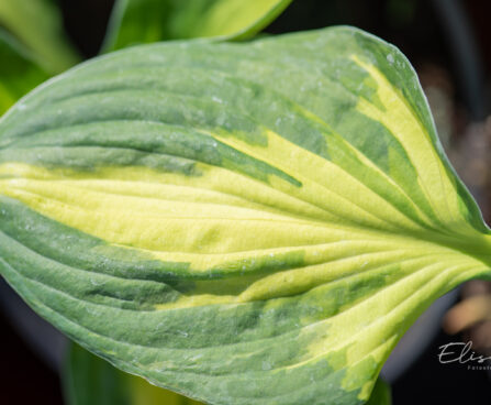 3488_11017_Hosta_Morning_Star.jpg