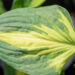 3488_11017_Hosta_Morning_Star.jpg