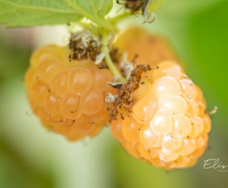 3494_10379_Rubus_idaeus_Golden_Queen_vaarikas.jpg