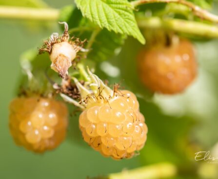 3494_10380_Rubus_idaeus_Golden_Queen_vaarikas_2.jpg