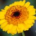 3679_11278_Calendula_officinalis__harilik_saialill.jpg