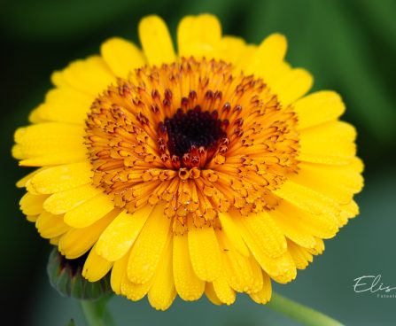 3679_11279_Calendula_officinalis__harilik_saialill_2.jpg