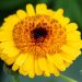 3679_11279_Calendula_officinalis__harilik_saialill_2.jpg