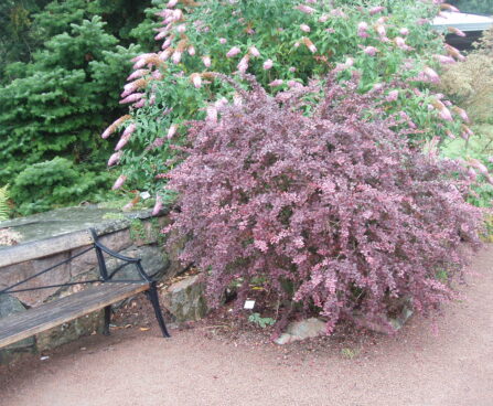 Berberis_thunbergii_Rose_Glow.JPG