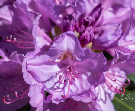 121_11150_Rhododendron_Catawbiense_Grandiflorum_rododendron_2.jpg