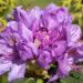 121_11152_Rhododendron_Catawbiense_Grandiflorum_rododendron.jpg
