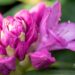 122_10219_Rhododendron_Roseum_rododendron.jpg
