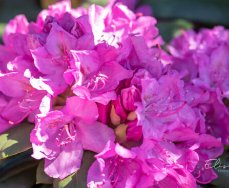 122_11153_Rhododendron_Roseum_rododendron._2.jpg