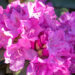 122_11153_Rhododendron_Roseum_rododendron._2.jpg