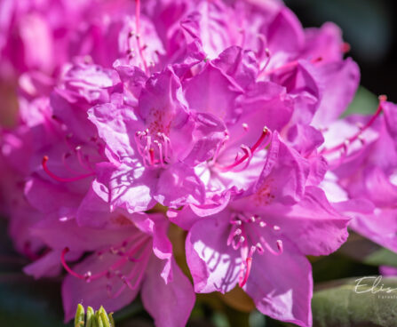 122_11155_Rhododendron_Roseum_rododendron.jpg