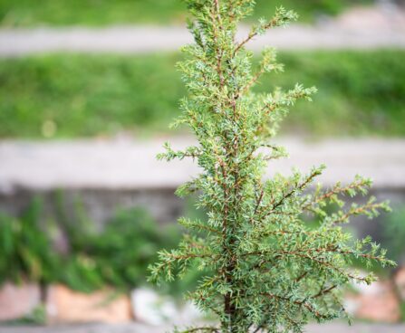 327_9816_Juniperus_communis_Arnold_har.kadakas.jpg