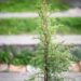 327_9816_Juniperus_communis_Arnold_har.kadakas.jpg