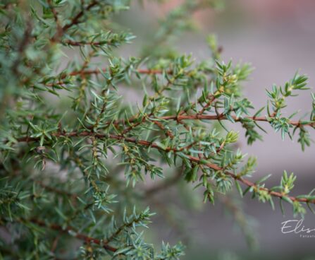 327_9817_Juniperus_communis_Arnold_har.kadakas_2.jpg