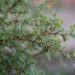 327_9817_Juniperus_communis_Arnold_har.kadakas_2.jpg