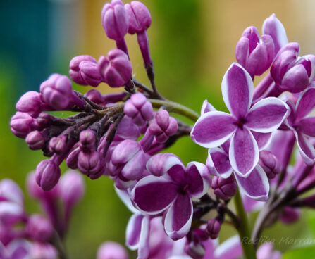 387_6288_Syringa_vulgaris_Sensation.jpg