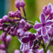 387_6288_Syringa_vulgaris_Sensation.jpg