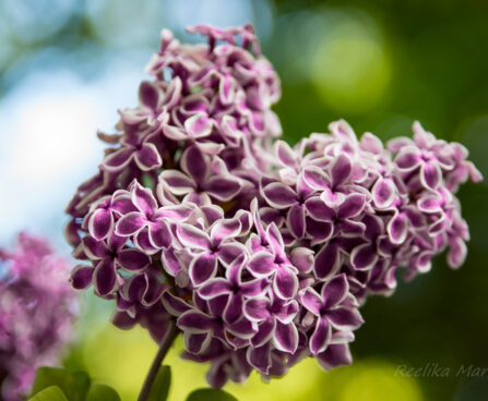 Syringa Sensation sirel