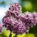 Syringa Sensation sirel