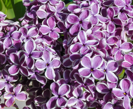 387_7656_Syringa_vulgaris_Sensation_.JPG