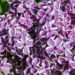 387_7656_Syringa_vulgaris_Sensation_.JPG