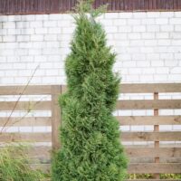 411_6506_Thuja_occidentalis_Holmstrup.JPG