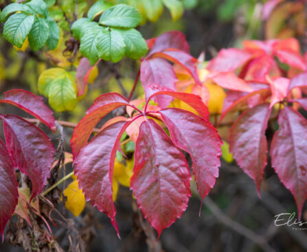 658_10577_Parthenocissus_quinquefolia_har.metsviinapuu.jpg