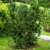 680_9758_Taxus_media_Hicksii.jpg