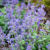 757_10303_Nepeta_faasseni_naistenoges.jpg