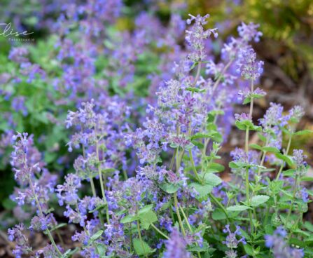 757_10303_Nepeta_faasseni_naistenoges.jpg