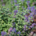 757_9210_Nepeta_faasseni.JPG