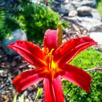 880_7280_Hemerocallis_Crimson_Pirate.JPG