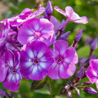 912_8919_Phlox_paniculata_Uspech_Laura.JPG