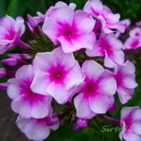 982_7320_Phlox_paniculata_Bright_Eyes.JPG