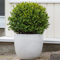 1075_7515_Buxus_sempervirens.JPG