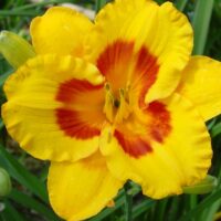 1183_7188_Hemerocallis_Fooled_Me_Photo_Darwinplants.jpg