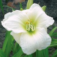 1189_7189_Hemerocallis_Gentle_Shepherd_Photo_Darwinplants.jpg