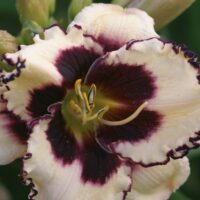 1196_7195_Hemerocallis_Sabine_Baur_Photo_Darwinplants.jpg