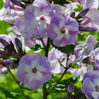 1216_4510_Phlox_Katherine.jpg