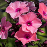 1217_9163_Phlox_paniculata_Sweet_Summer_Dream_.JPG