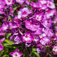 1221_9161_Phlox_paniculata_Sweet_Summer_Surprise_.JPG